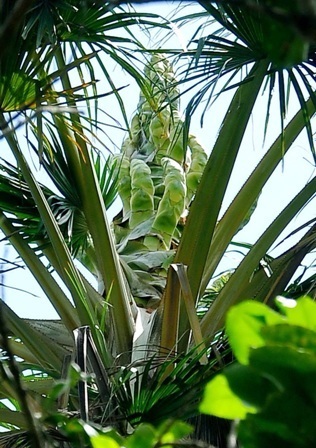 Vĩnh[-]Long:[-]Xôn[-]xao[-]cây[-]"lạ"[-]cho[-]hàng[-]vạn[-]quả